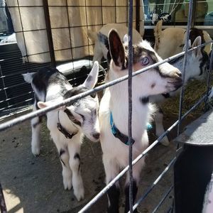 Meet your Posher, Dennis